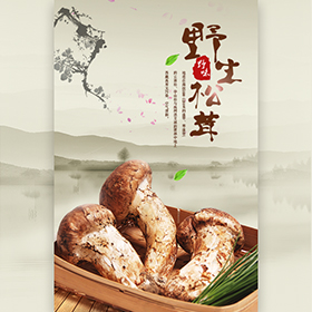 云南野生菌｜松茸、紅菇、雞樅產(chǎn)品促銷