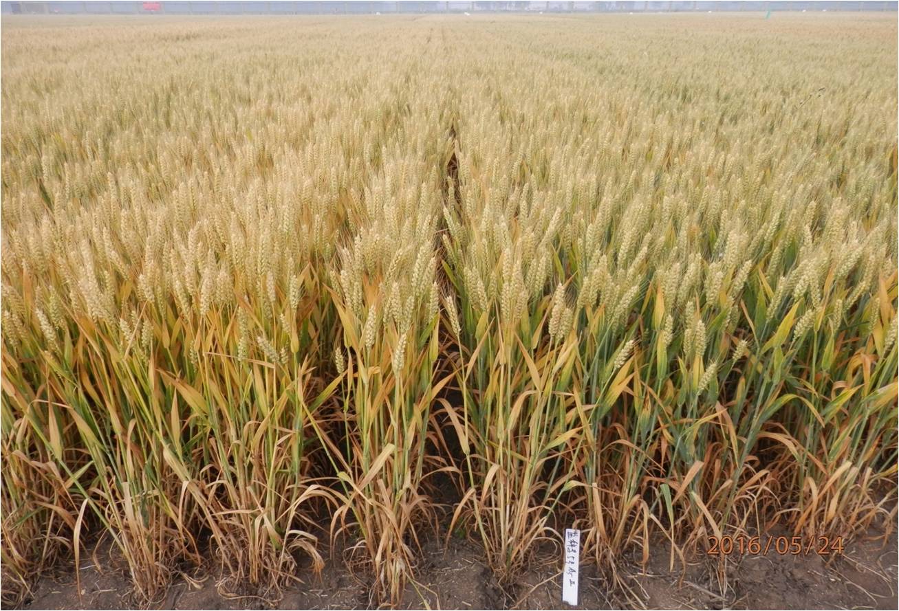 方源种业:天益科麦5号品种观摩推介会