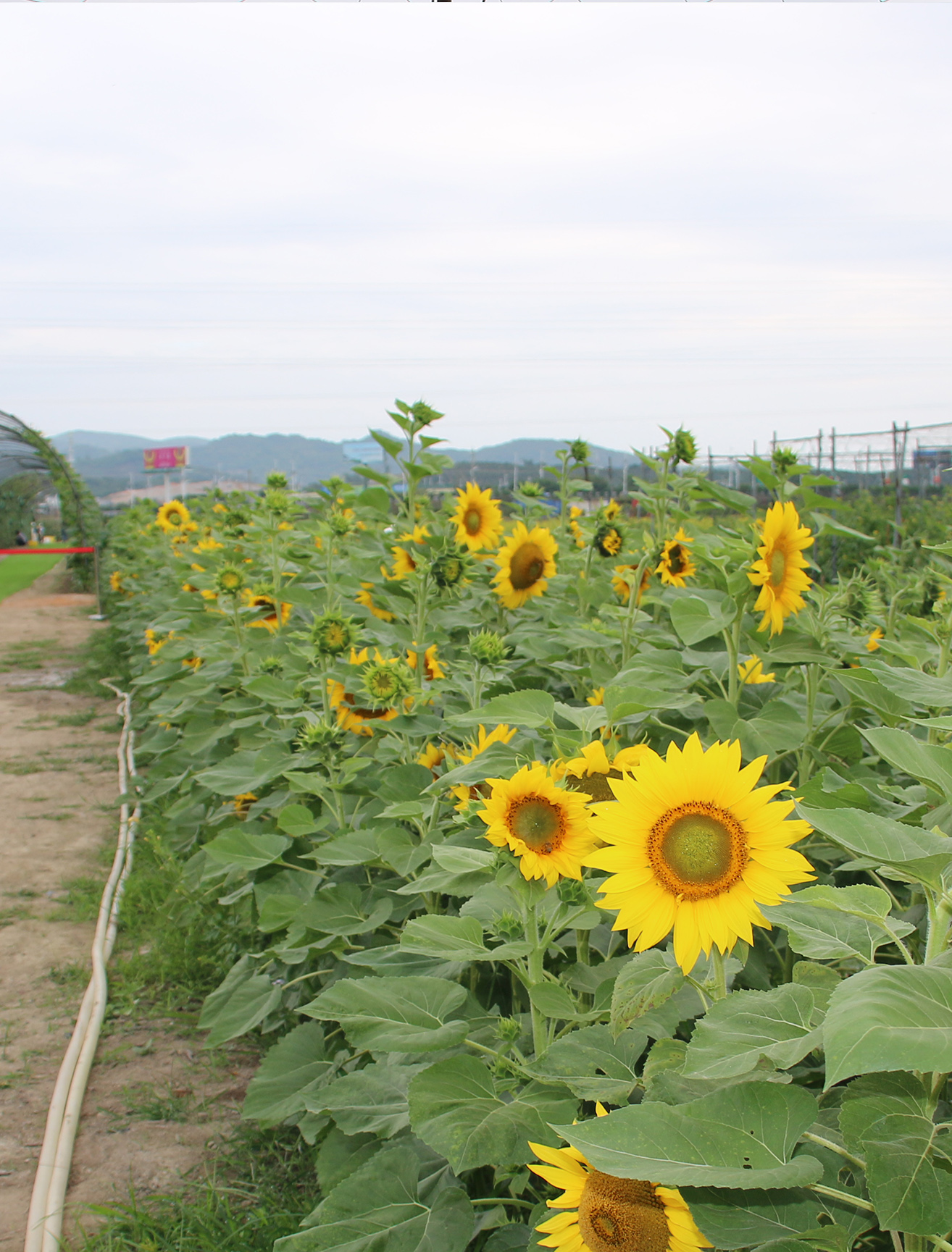 三亚海棠湾水稻国家公园 · 蔬菜采摘园