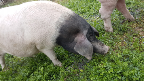 神鲜猪产品介绍