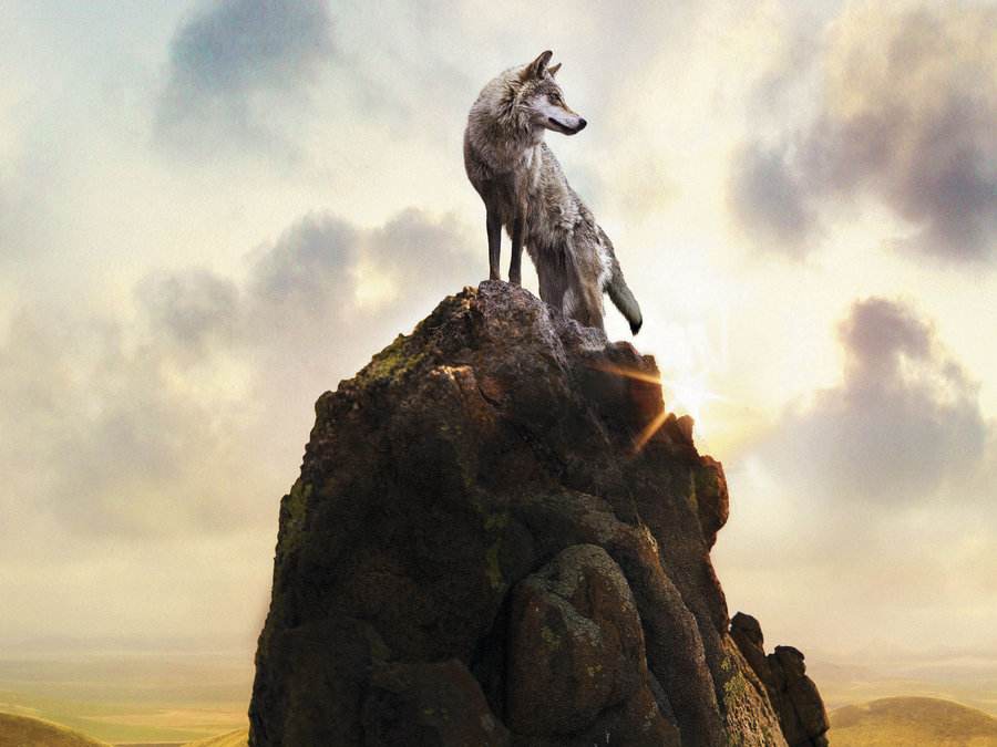 狼狈志道——狈