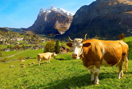 瑞士雅睿奶粉(一)高山牧场篇