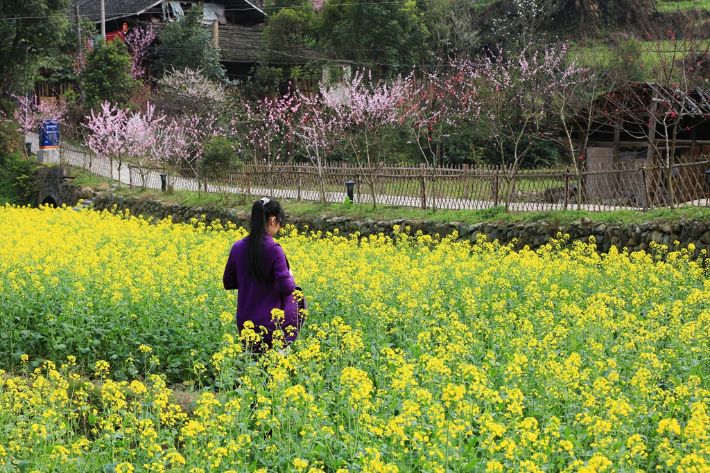 【音画相册】油菜花开遍地黄,每年相约在春风里