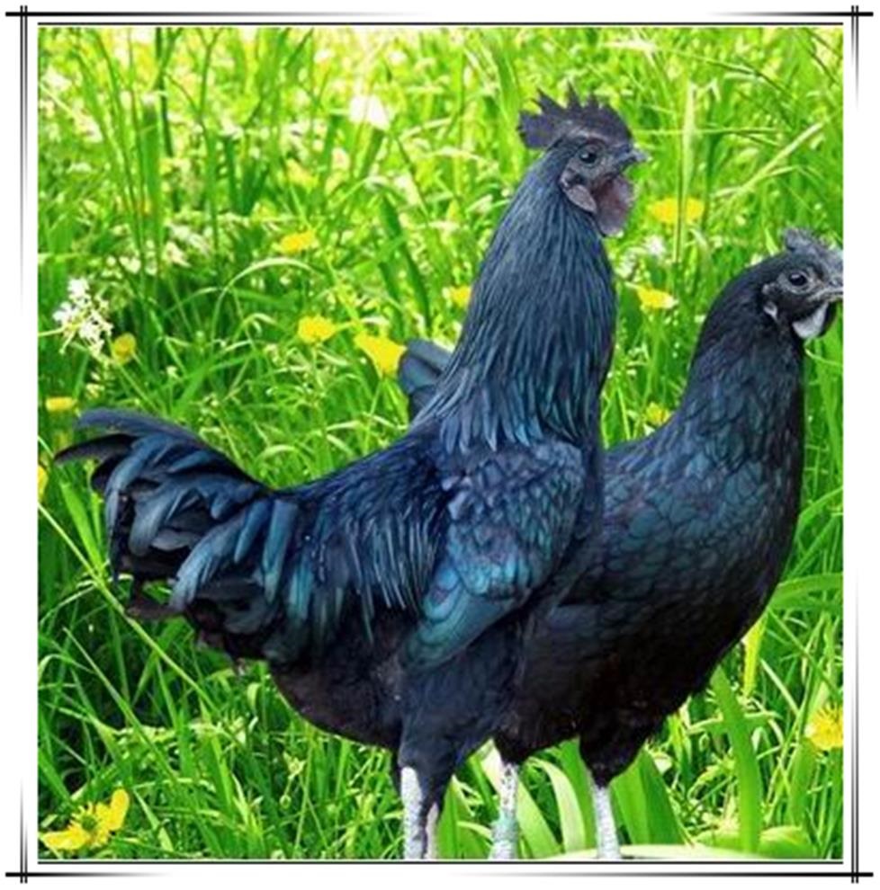 绿壳蛋鸡|散养天下,膳食美味